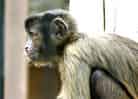 動物図鑑・フサオマキザルの写真 1